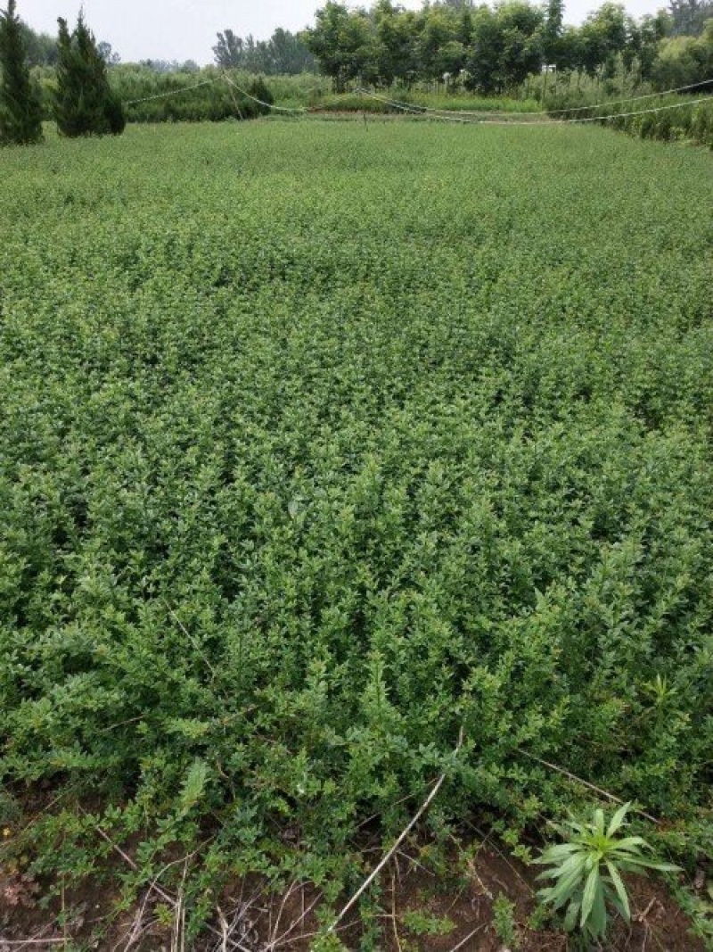 50公分以上迎春花色块拼接绿篱搭配花色好