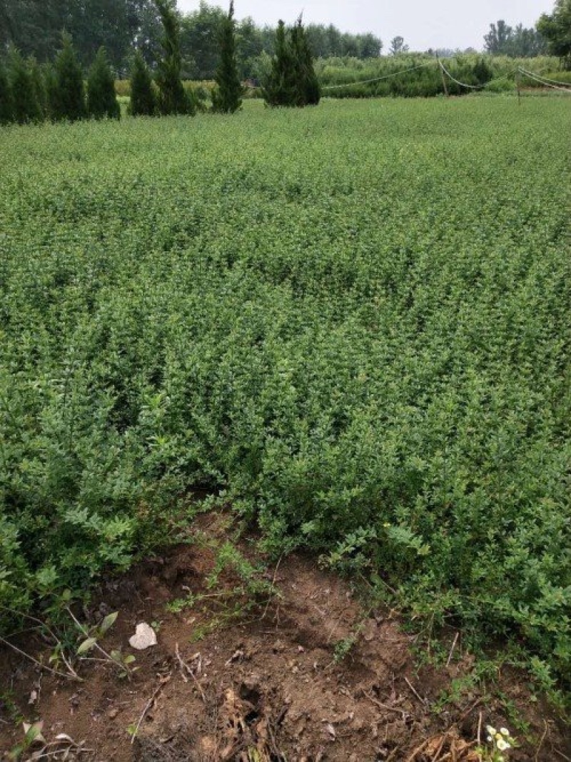 50公分以上迎春花色块拼接绿篱搭配花色好