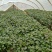 薯苗基地商薯19，西瓜红，龙薯九，日供应百万棵