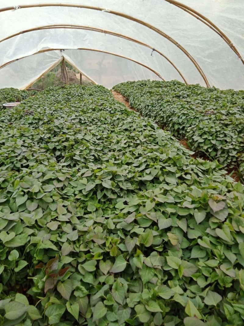薯苗基地商薯19，西瓜红，龙薯九，日供应百万棵
