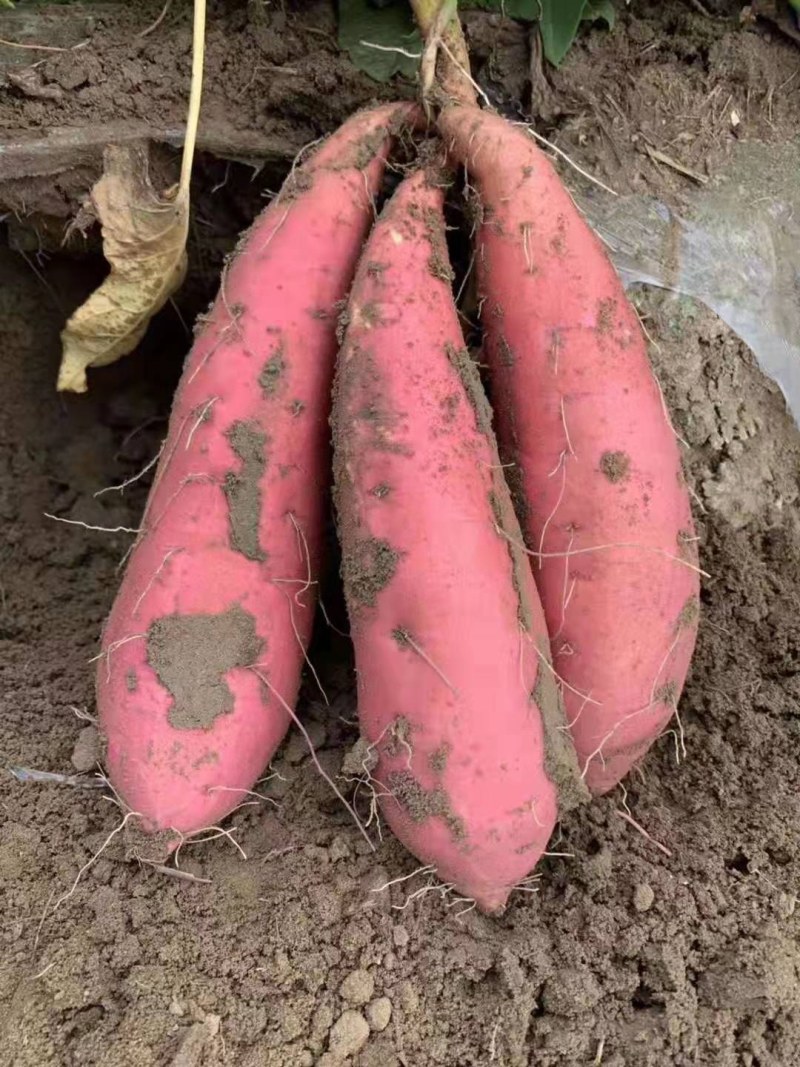 薯苗基地商薯19，西瓜红，龙薯九，日供应百万棵