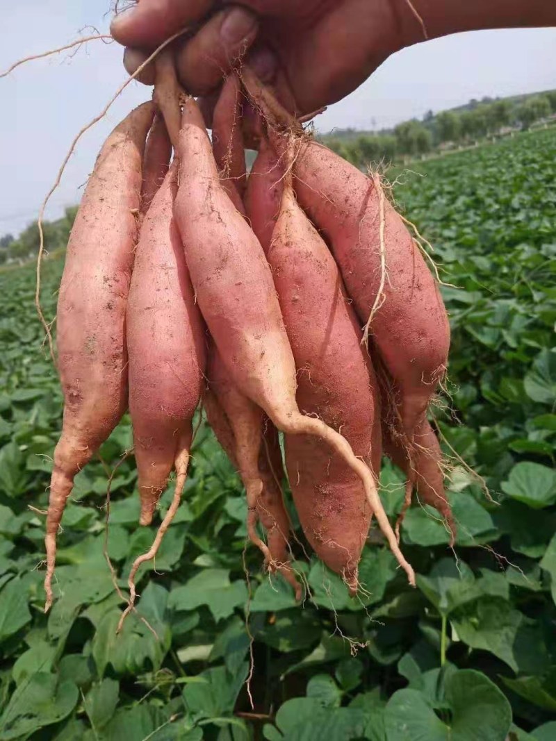 薯苗基地商薯19，西瓜红，龙薯九，日供应百万棵