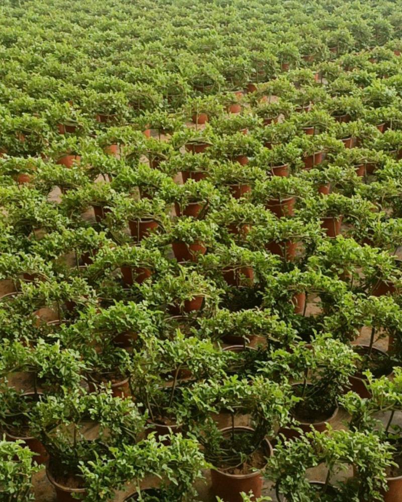 蔷薇花基地直销蔷薇花环藤本蔷薇枝繁叶茂