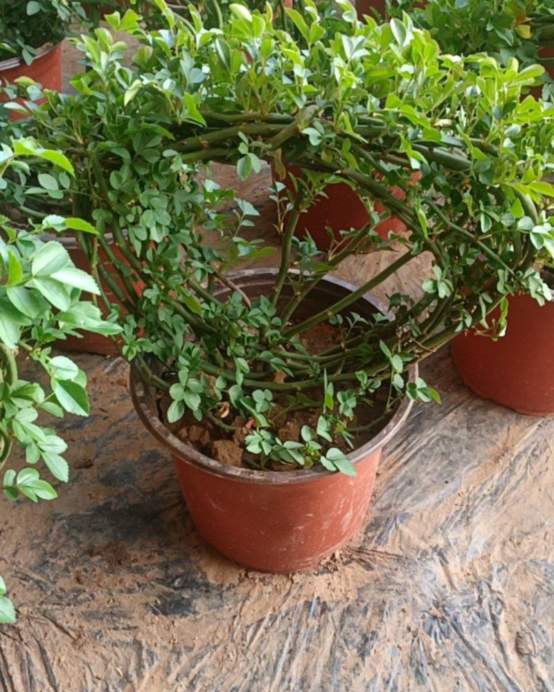 蔷薇花基地直销蔷薇花环藤本蔷薇枝繁叶茂