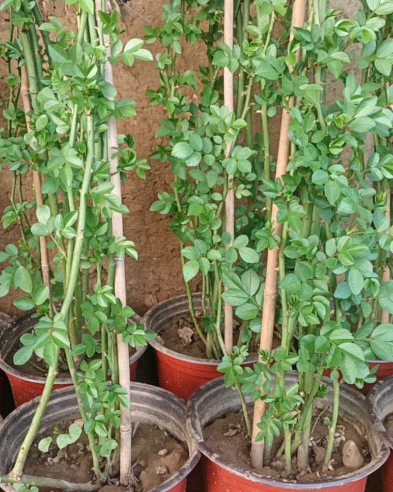 蔷薇花基地直销蔷薇花环藤本蔷薇枝繁叶茂