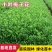 小叶栀子花绿化花灌木绿篱苗毛球大杯苗栀子花价格