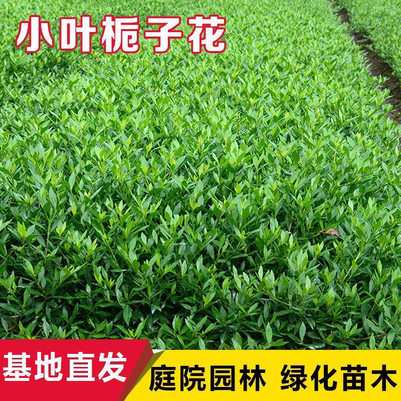 小叶栀子花绿化花灌木绿篱苗毛球大杯苗栀子花价格
