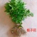 小叶栀子花绿化花灌木绿篱苗毛球大杯苗栀子花价格