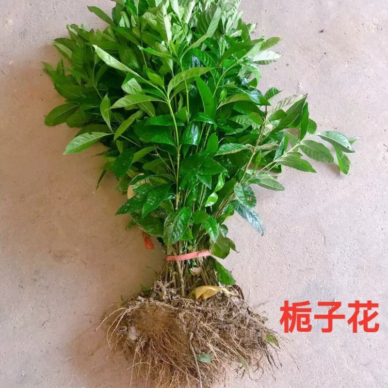 小叶栀子花绿化花灌木绿篱苗毛球大杯苗栀子花价格