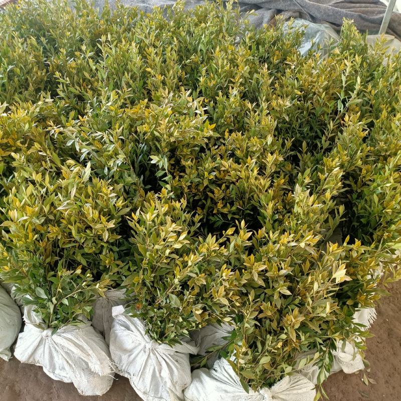小叶栀子花绿化花灌木绿篱苗毛球大杯苗栀子花价格