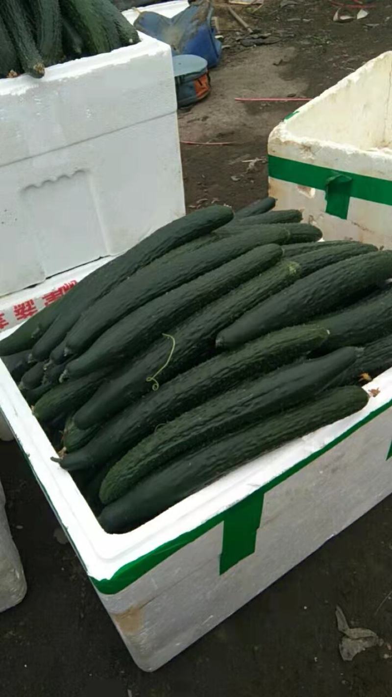 青瓜，黄瓜，大棚青瓜，一级黄瓜