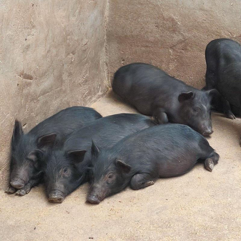 藏香猪种公猪猪苗，怀孕母猪，小公猪，自家养殖全国包邮