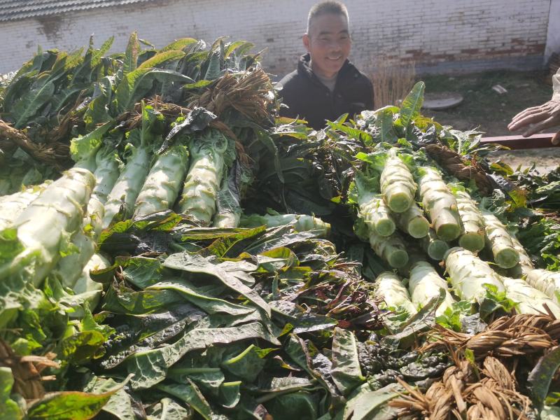 精品莴苣大量上市，量大价优，需要的老板滴滴