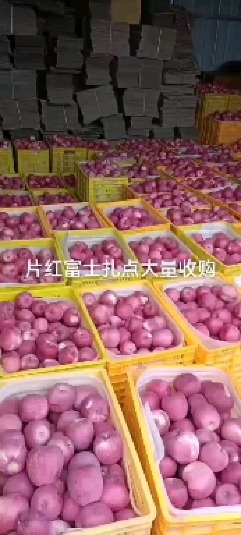 红富士红富士高捡
