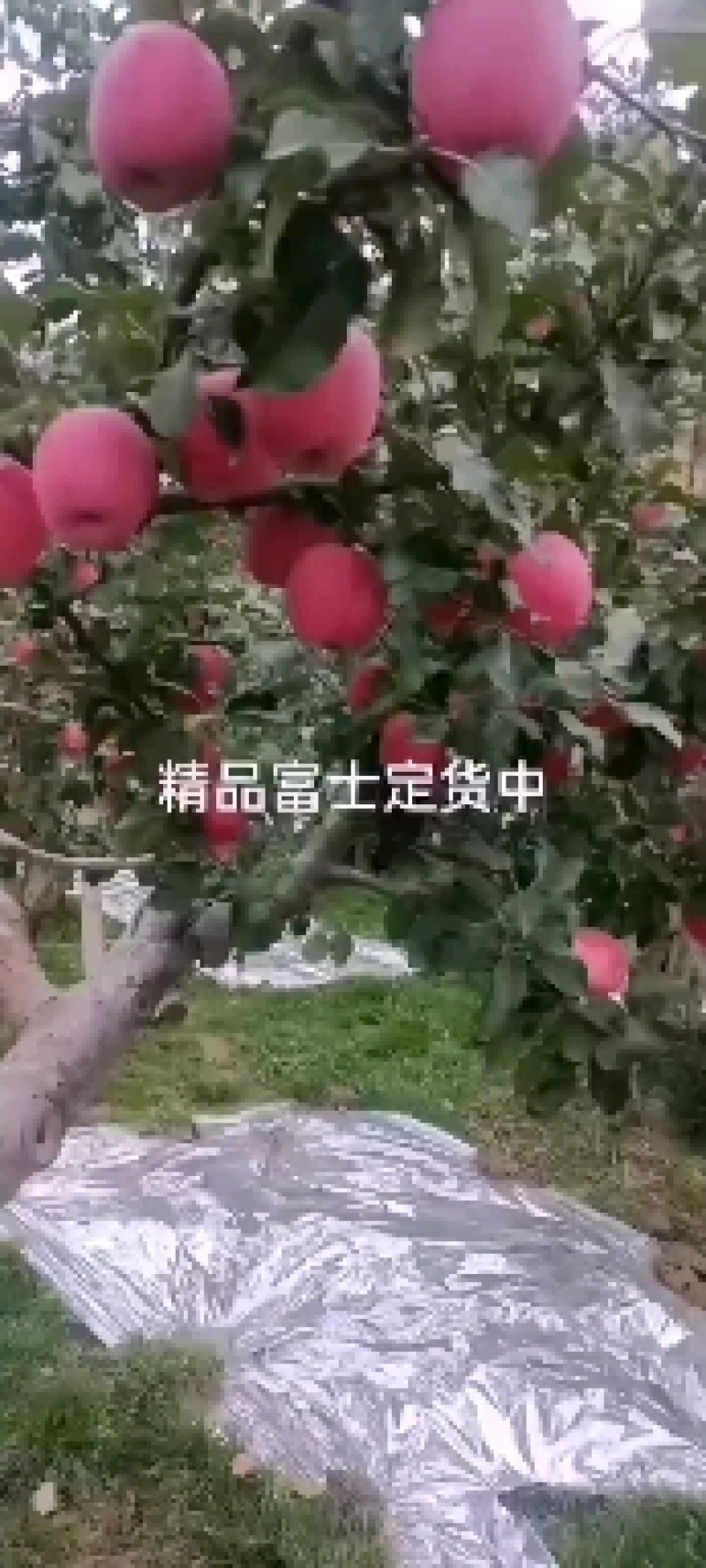红富士红富士高捡