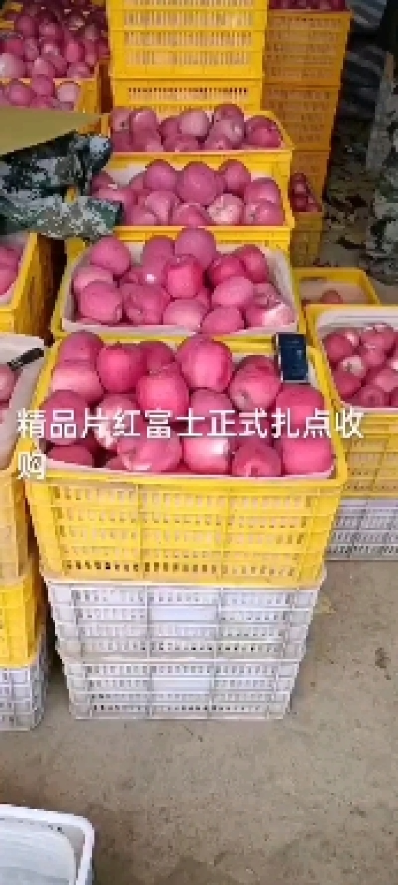 红富士红富士高捡