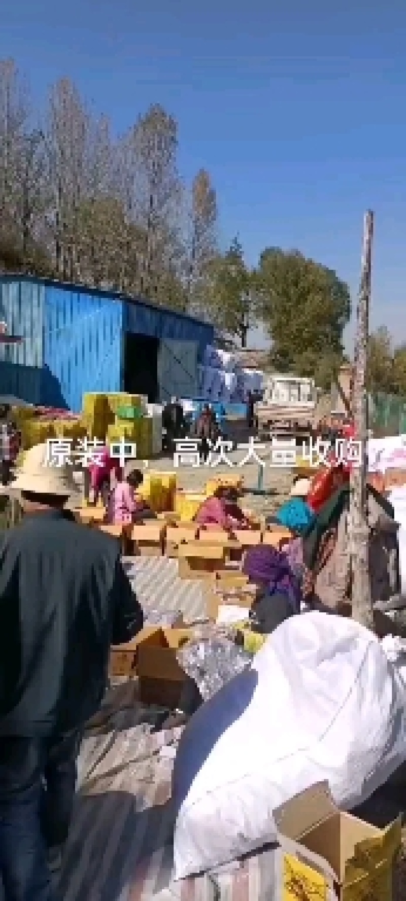 红富士红富士高捡