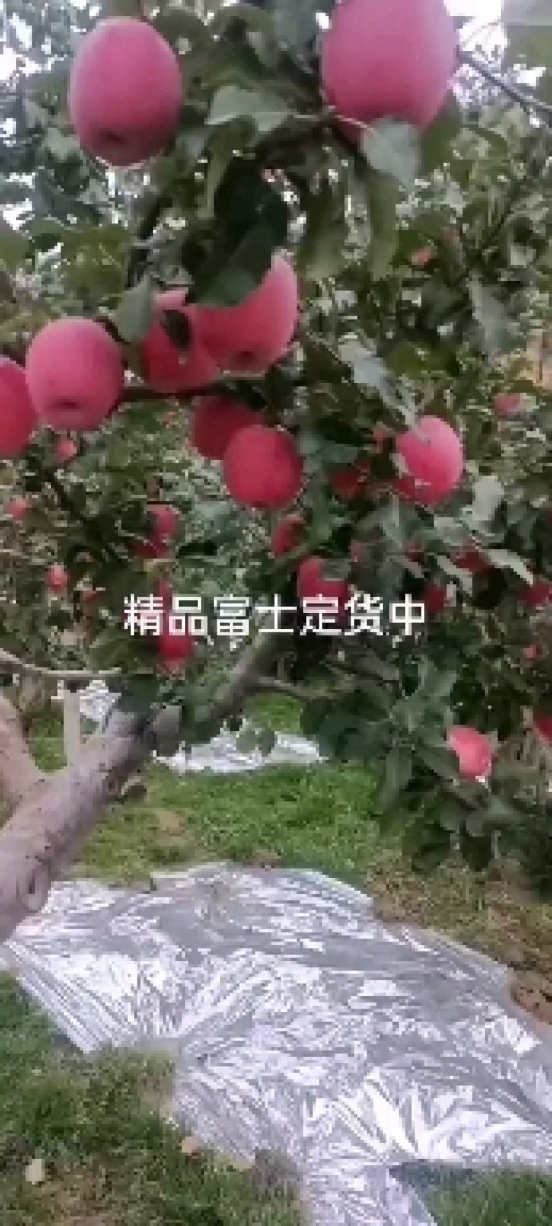 红富士红富士高捡