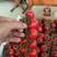 【精品】串红玲珑番茄产地直供现摘现发量大从优，欢迎