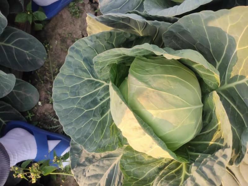 甘蓝量大优惠量大从优物有所值凉山彝族自治州