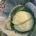 甘蓝量大优惠量大从优物有所值凉山彝族自治州