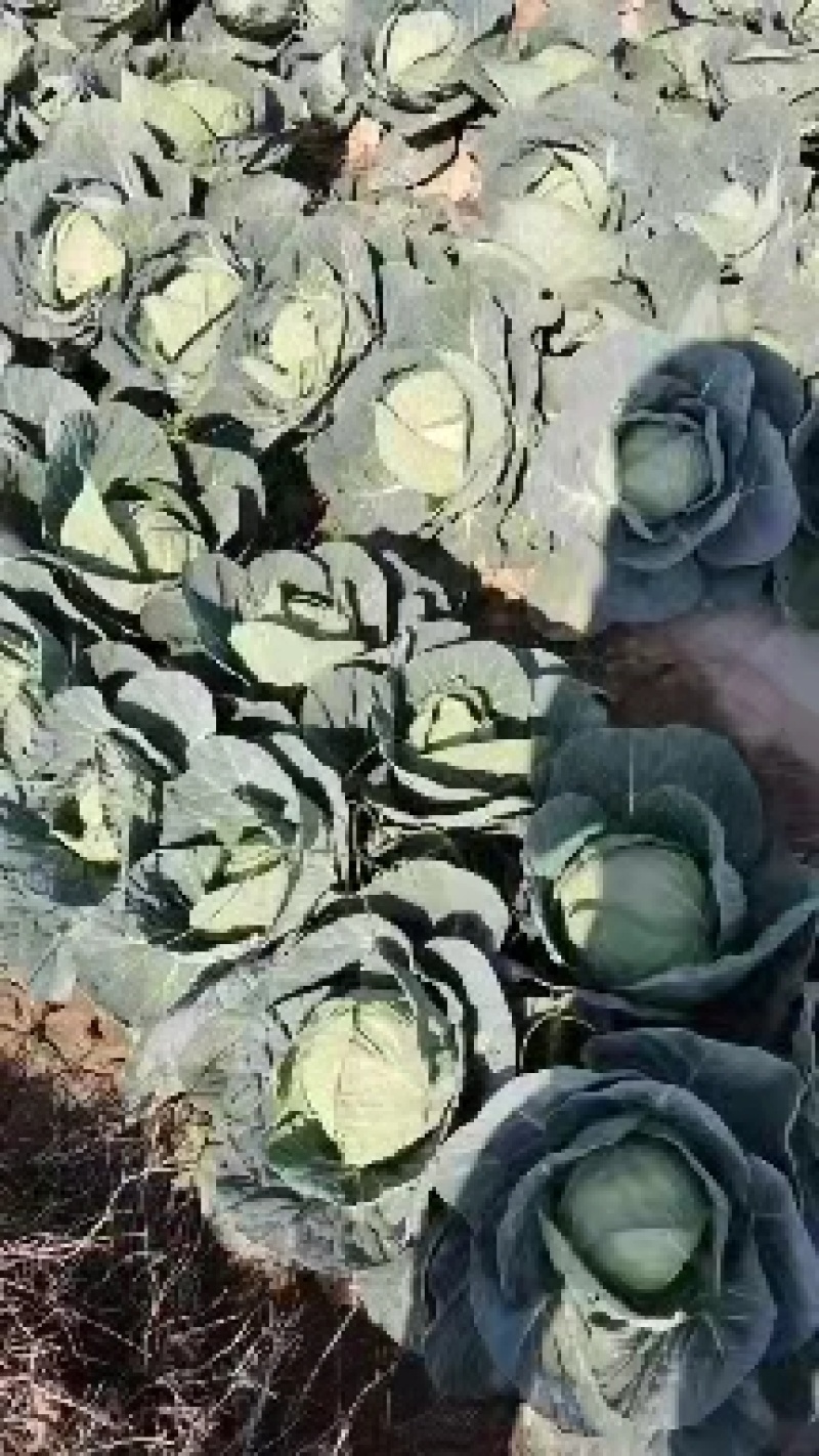 甘蓝量大优惠量大从优物有所值凉山彝族自治州