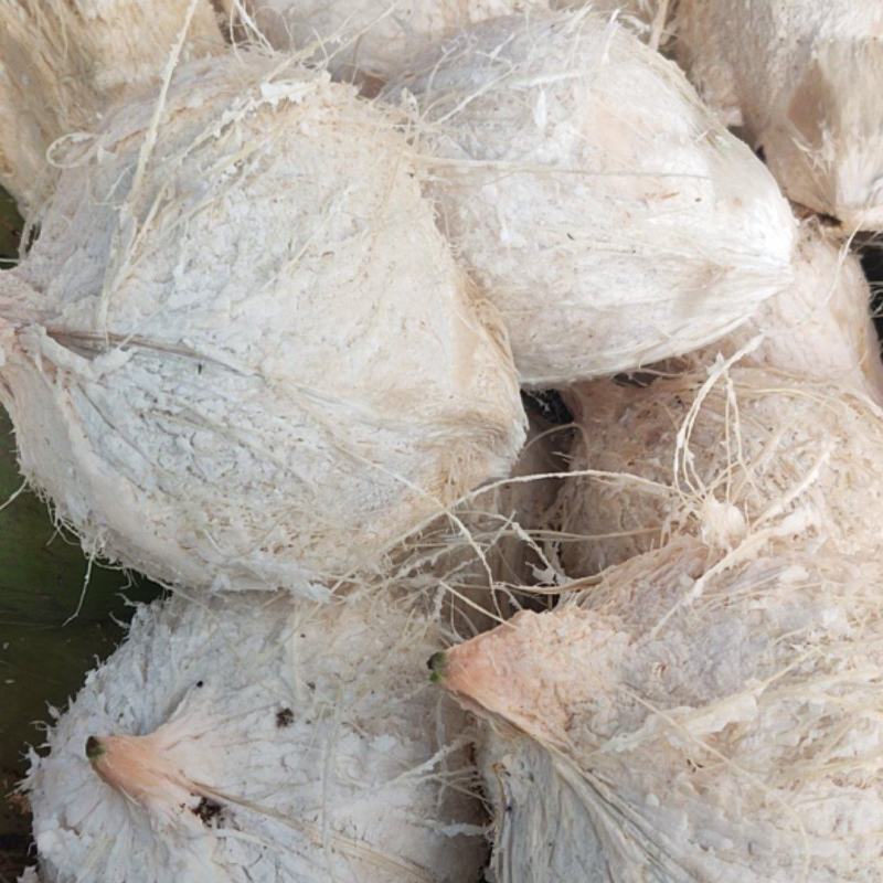 海南椰子长期有货原地直发量大优惠全国发货