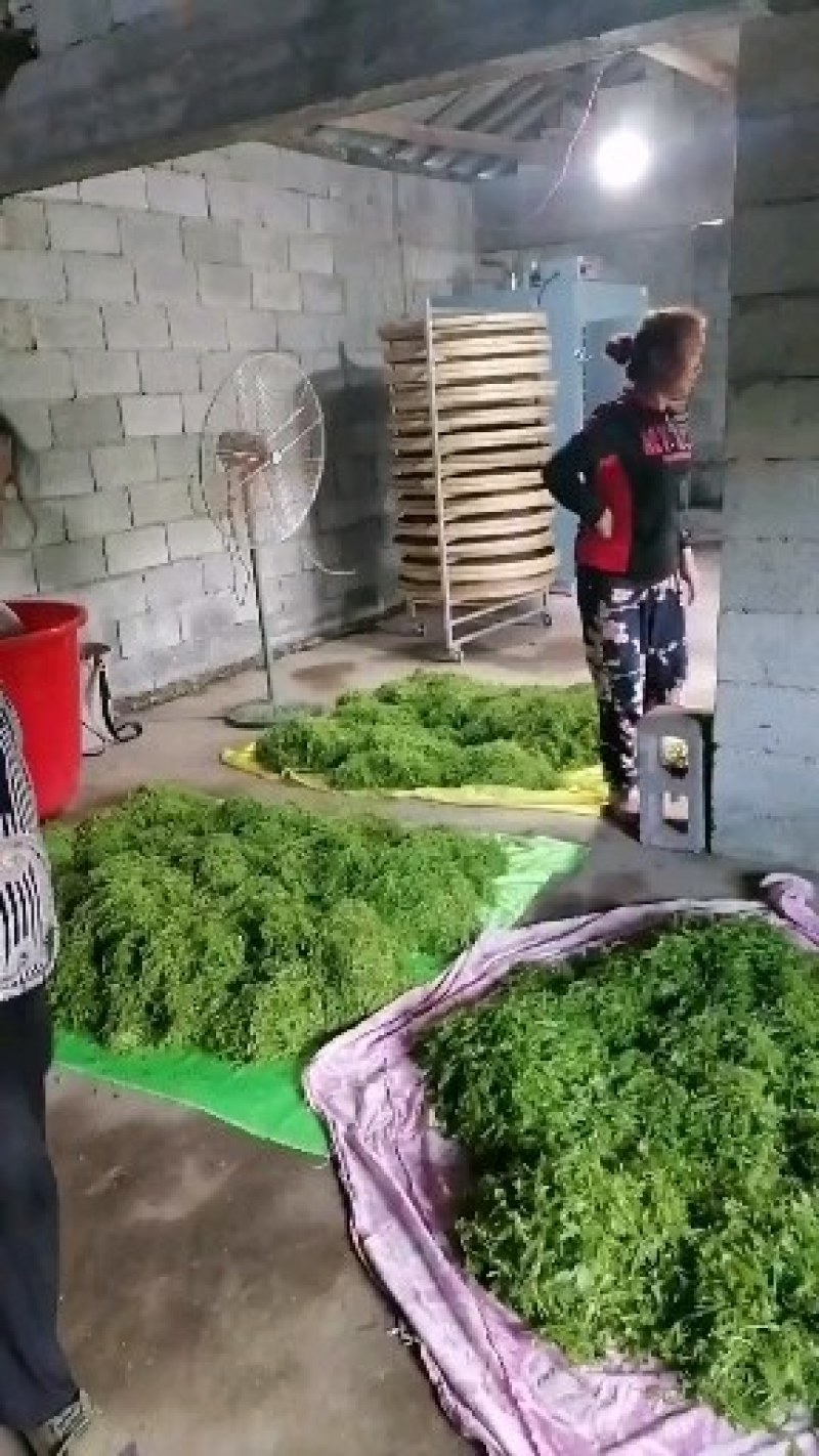 我这里是张家界莓茶发源地，一手货源，保质保量需要的联系。