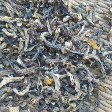 松蘑腿，质优价廉，有需要的来