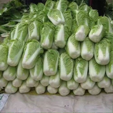 北京三号优质大白菜批发，质优价廉快速装货