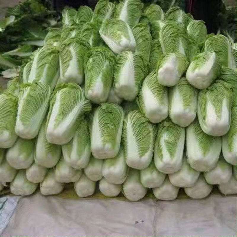 北京三号优质大白菜批发，质优价廉快速装货