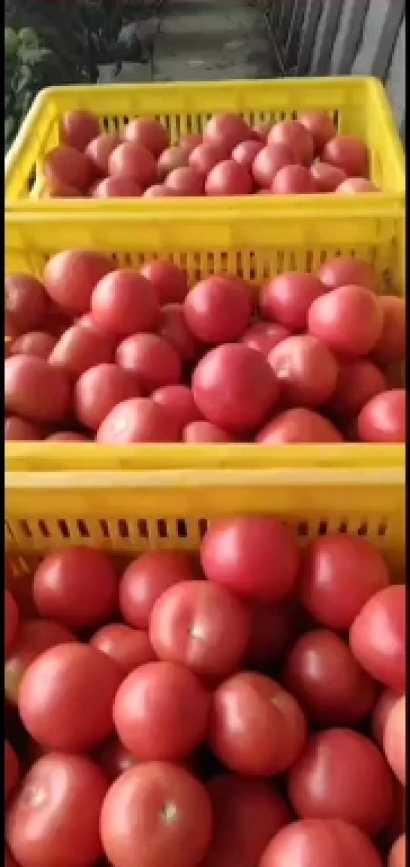 硬粉西红柿，色泽好，品质优。