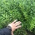 辽宁籽播水蜡小苗女贞金叶水蜡留床苗杯苗紫叶水蜡繁育基地