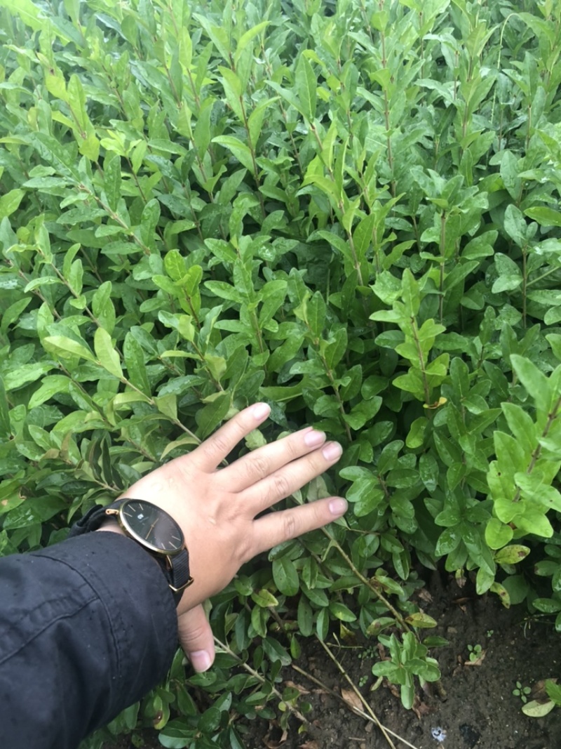 辽宁籽播水蜡小苗女贞金叶水蜡留床苗杯苗紫叶水蜡繁育基地