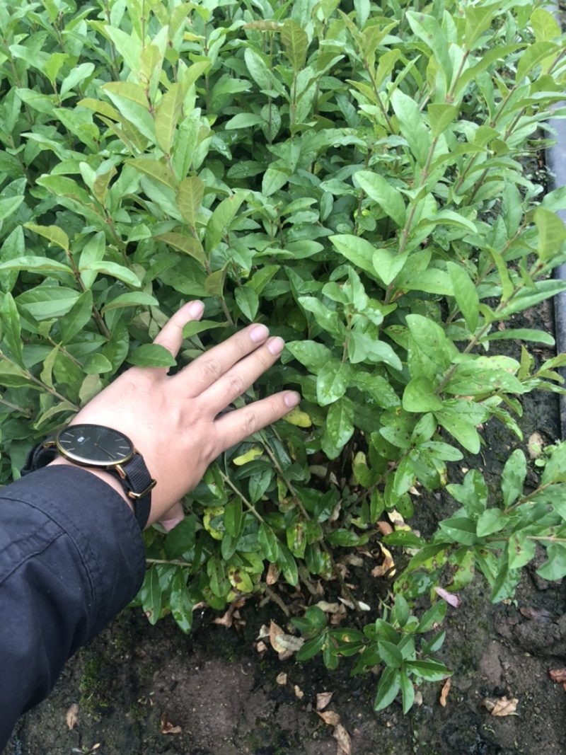 辽宁籽播水蜡小苗女贞金叶水蜡留床苗杯苗紫叶水蜡繁育基地