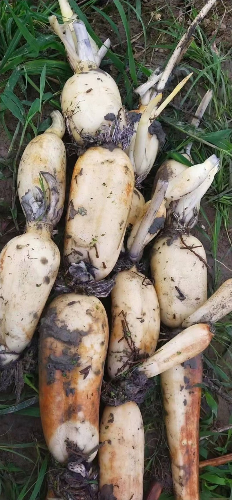 新鲜莲藕三五现挖现发量大从优一手货源
