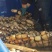 新鲜莲藕三五现挖现发量大从优一手货源