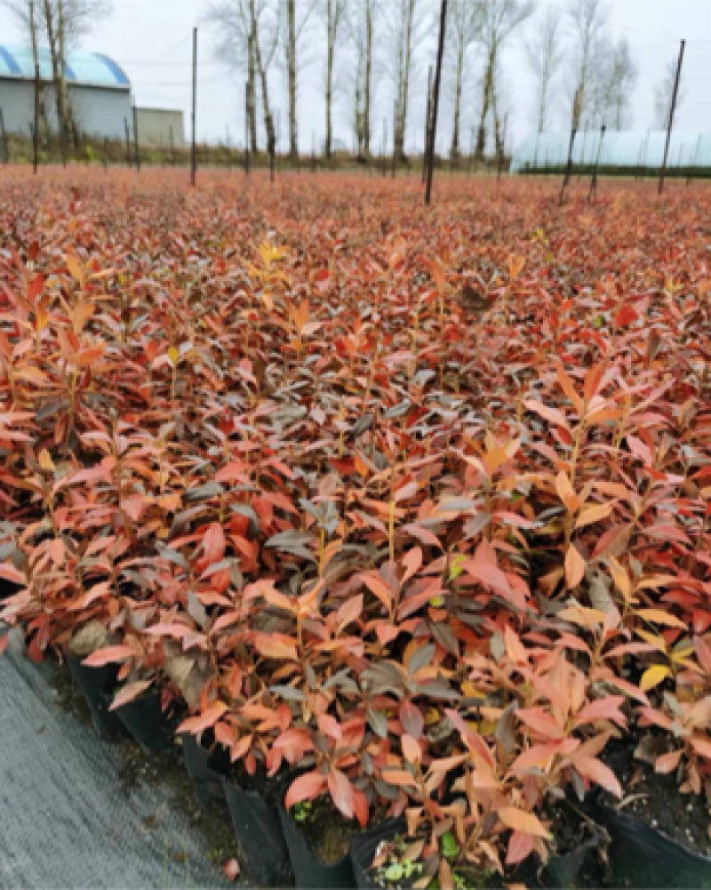 辽宁开原接骨木小苗工程苗繁育基地产地直发