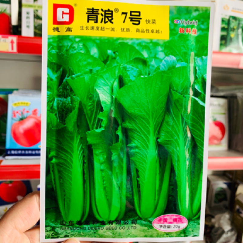 小白菜种子青浪7号快菜种子无刺毛油亮深绿生长快耐低温