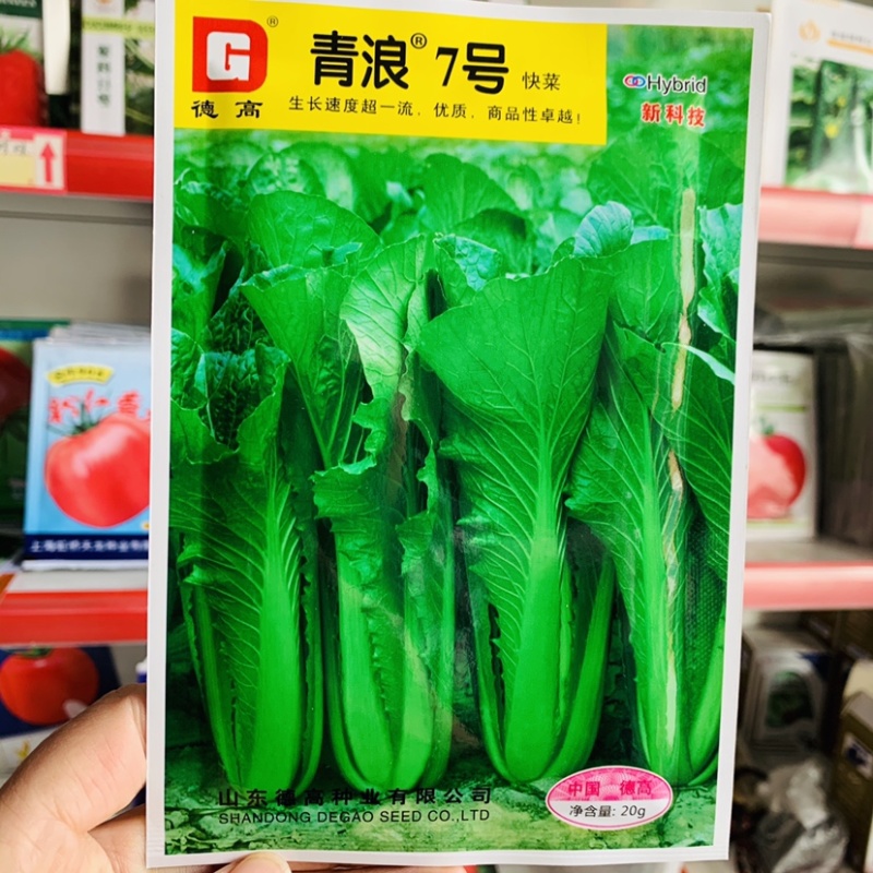小白菜种子青浪7号快菜种子无刺毛油亮深绿生长快耐低温