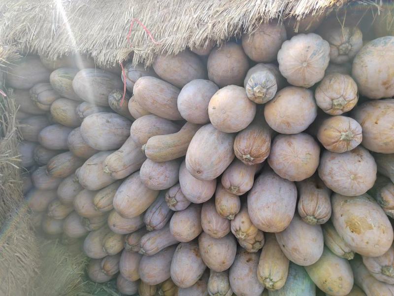 自家种植，精品南瓜出售，还有40万斤。