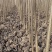 杨树苗，107杨树苗杨树种条