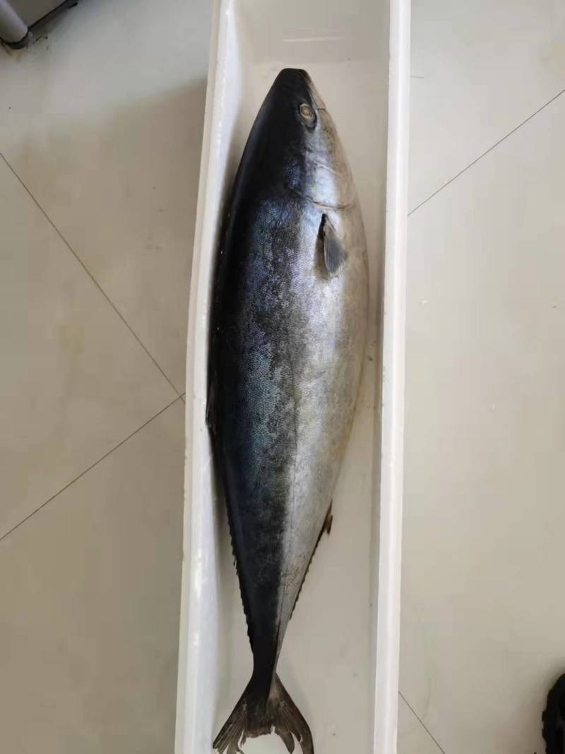 黄金鲅鱼