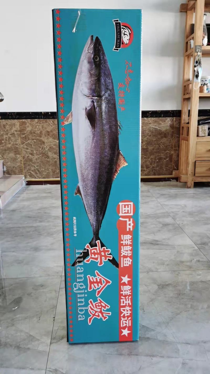 黄金鲅鱼