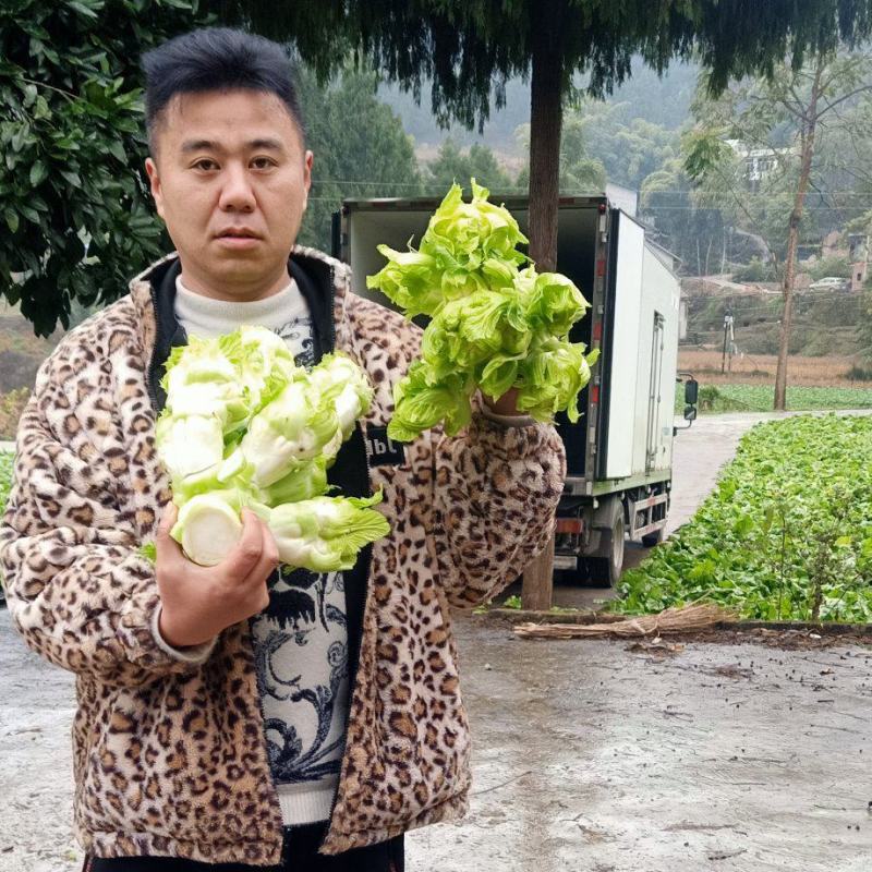 四川精品大心子儿菜娃娃菜无冒苔无腐烂