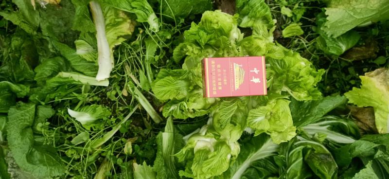 四川精品大心子儿菜娃娃菜无冒苔无腐烂