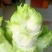 四川精品大心子儿菜娃娃菜无冒苔无腐烂