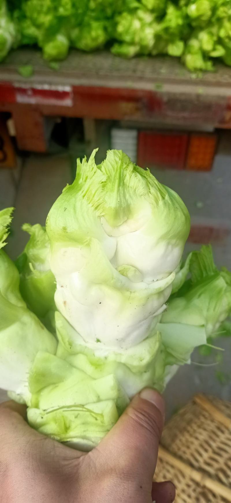 四川精品大心子儿菜娃娃菜无冒苔无腐烂