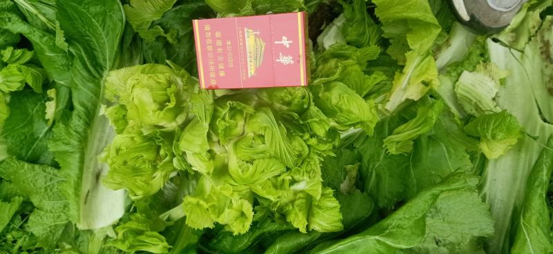 四川精品大心子儿菜娃娃菜无冒苔无腐烂