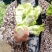 四川精品大心子儿菜娃娃菜无冒苔无腐烂